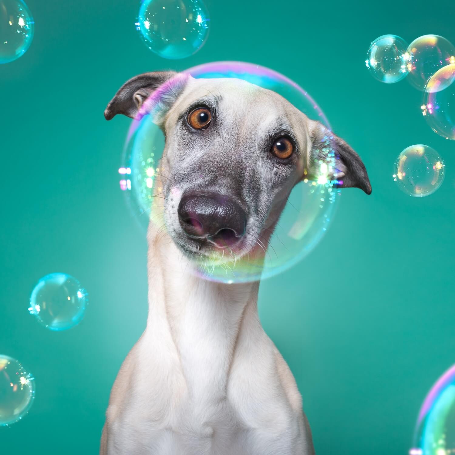 Silly white dog surrounded by bubbles on a teal background, symbolising the 50% deposit for Supr Bueno’s Pro website design package.